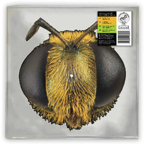  King Gizzard - Big Fig Wasp