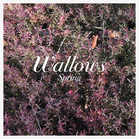  Wallows - Spring Ep
